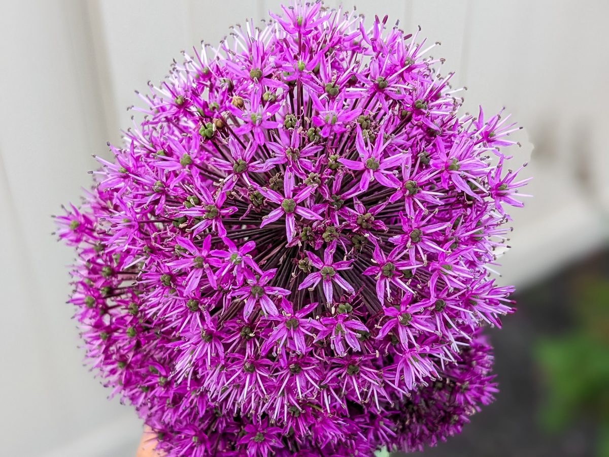 purple allium