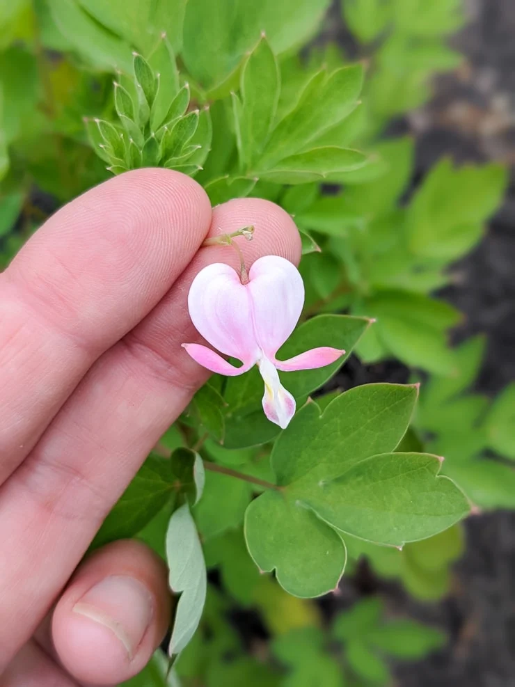 bleeding heart plant