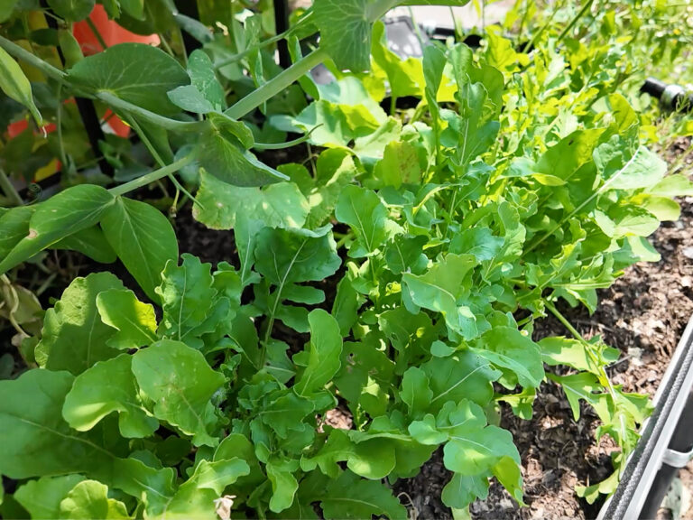 arugula plants