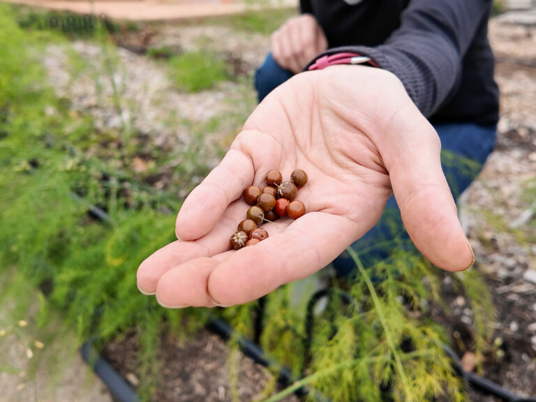 hand holding asparagus berries