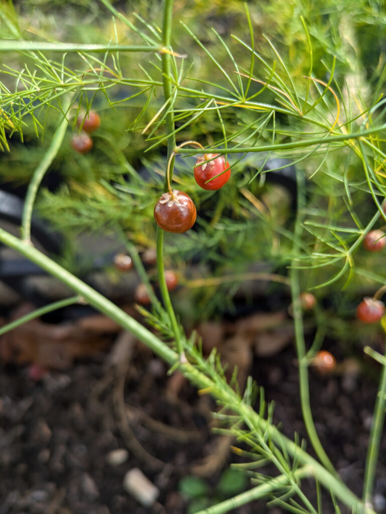 asparagus berries