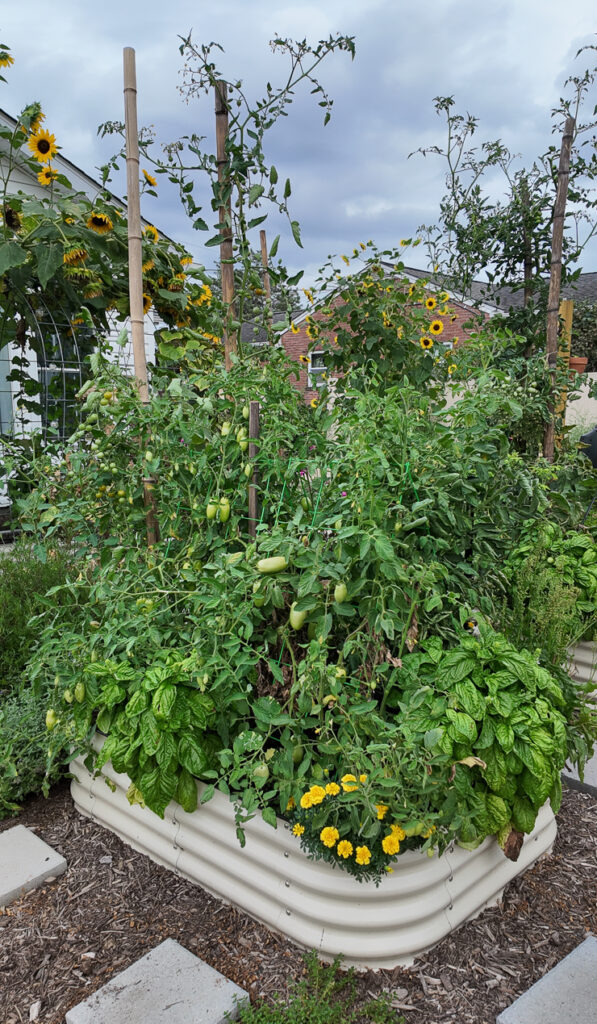 roma tomatoes growing in a raised bed