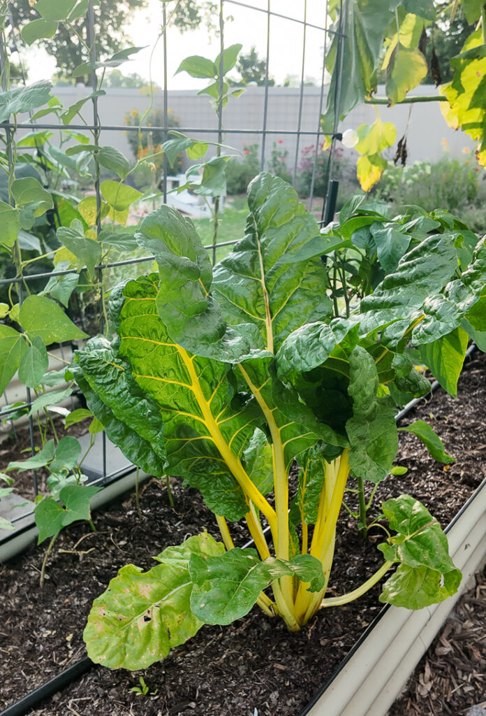 swiss chard