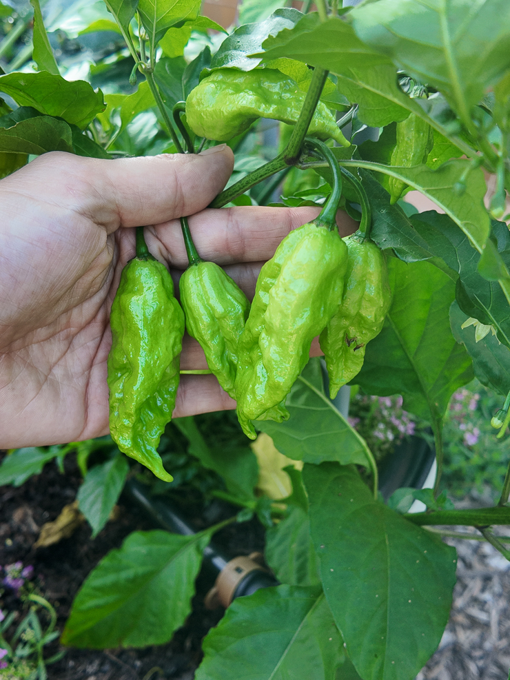 ghost peppers