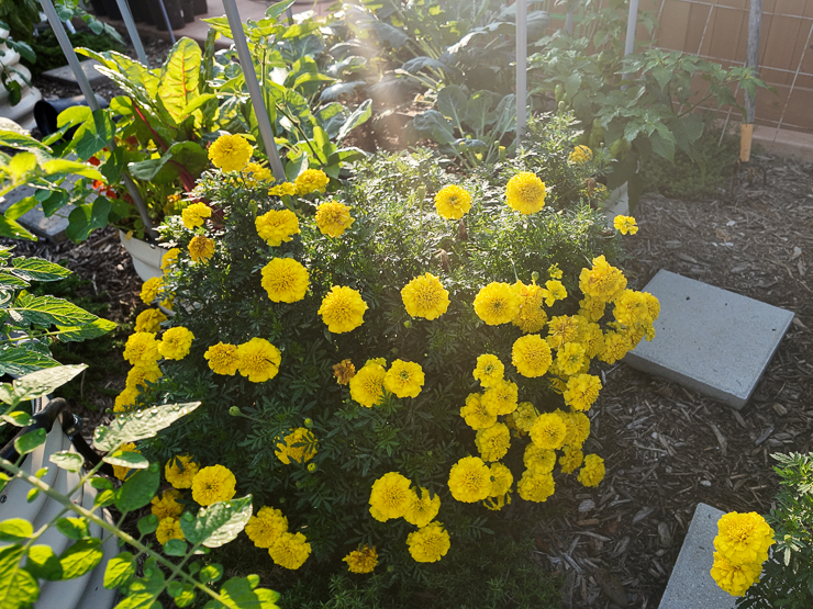 yellow marigolds