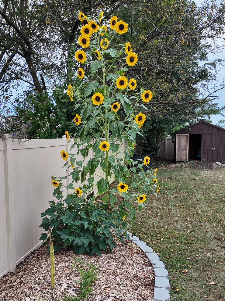 hery wilde sunflower