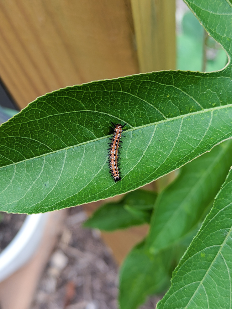 caterpillar on a passionflower vine