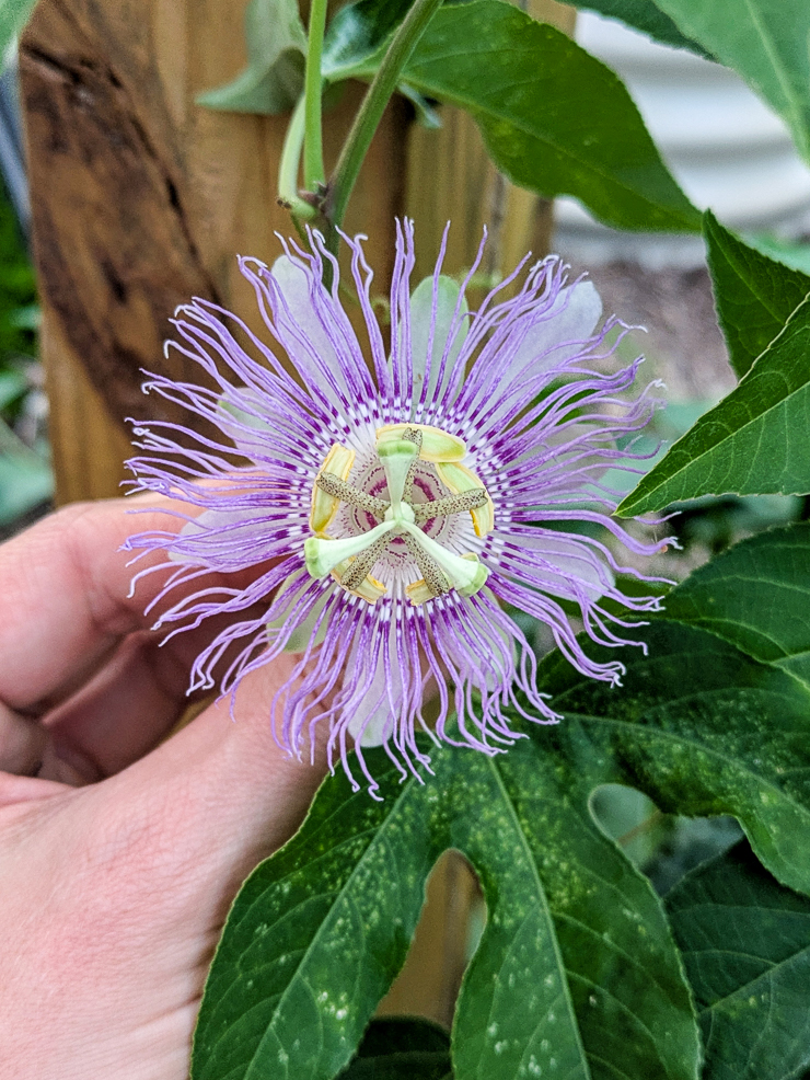 passiflora incarnata flower