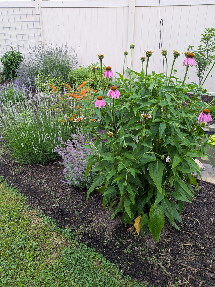 coneflowers by a pond