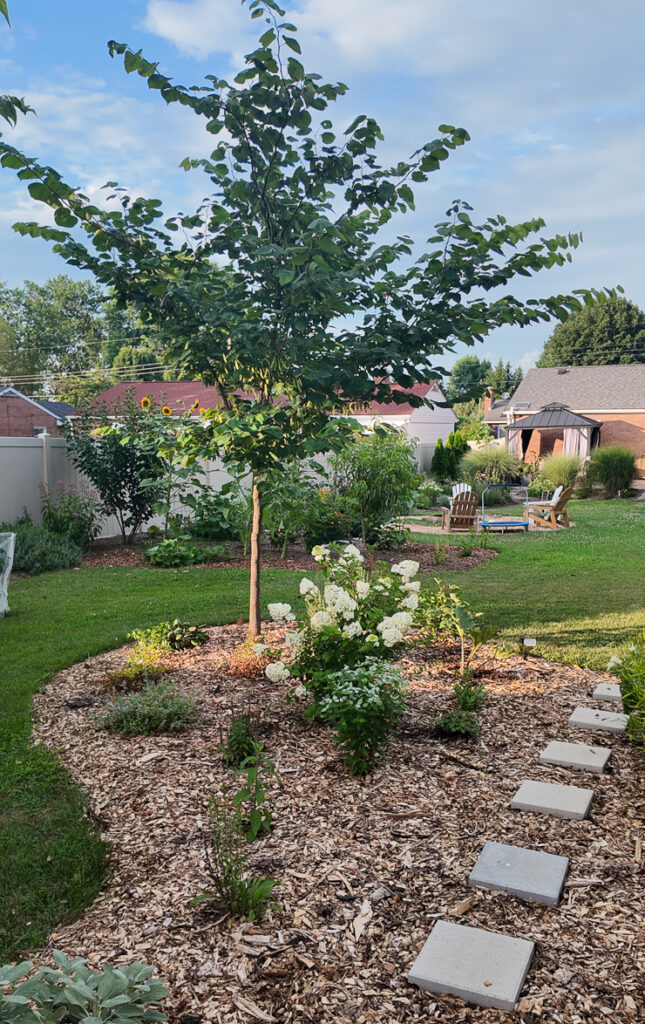redbud tree and flowers