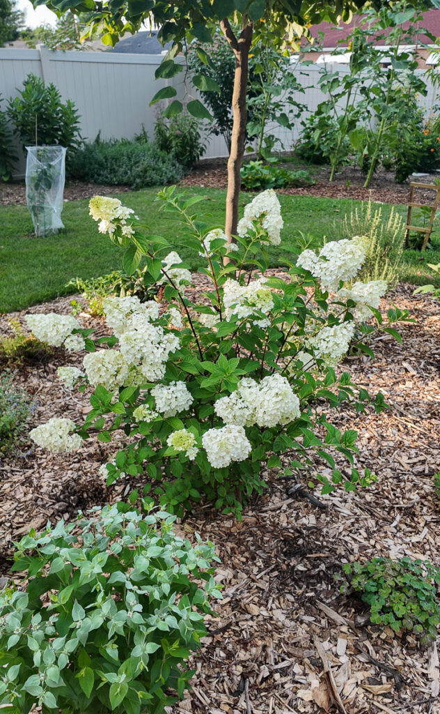 hydrangea and mountain mint