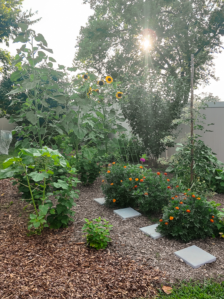 berry patch in a backyard