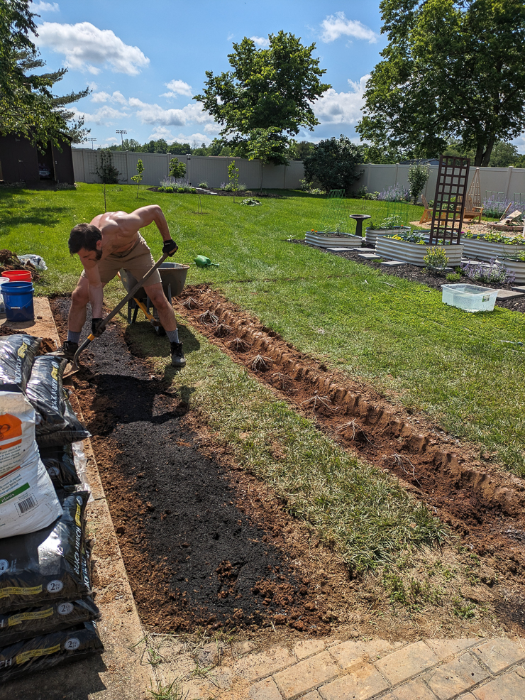 planting asparagus crowns