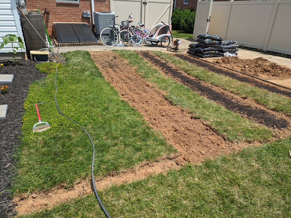 planting asparagus crowns