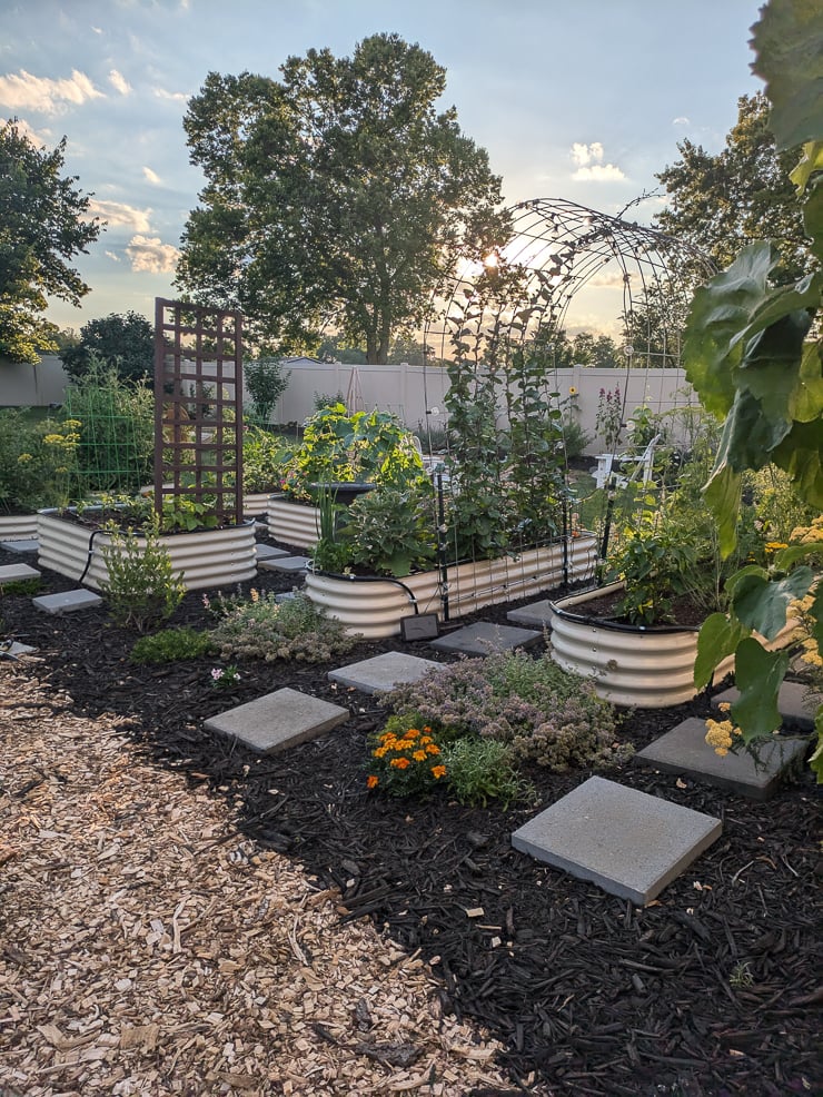 plants growing in a garden