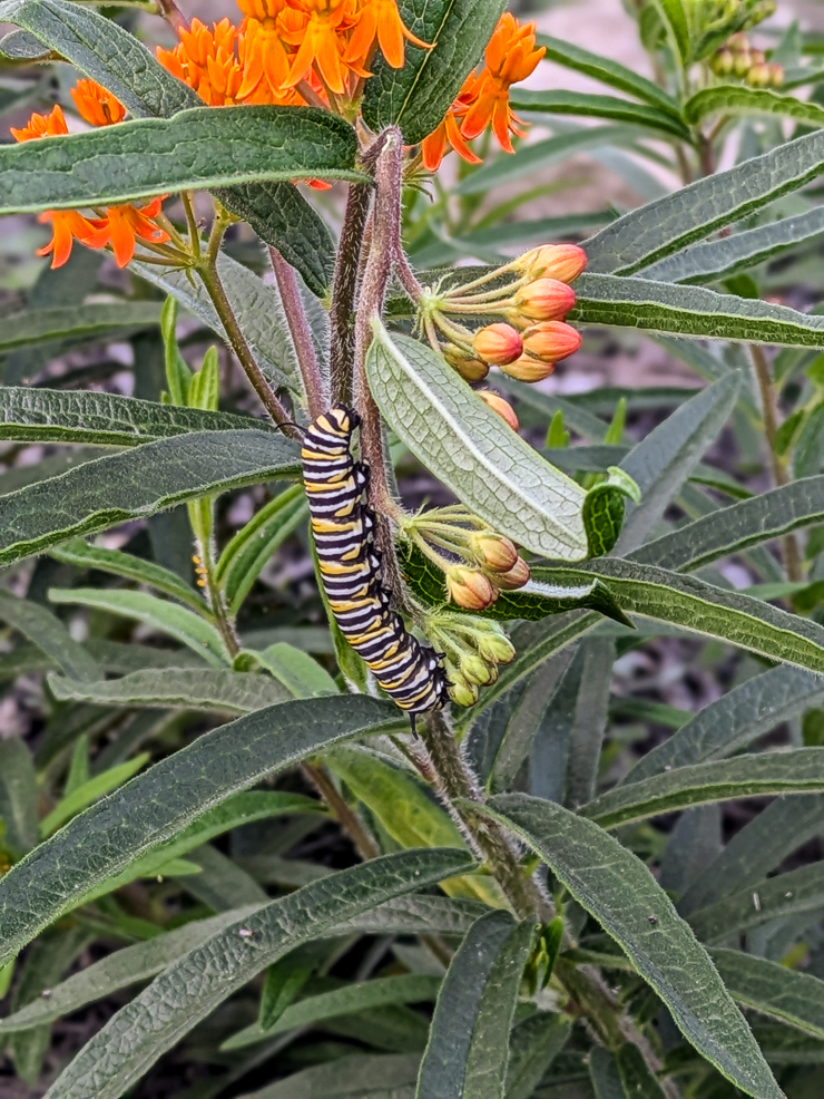 monarch caterpillar