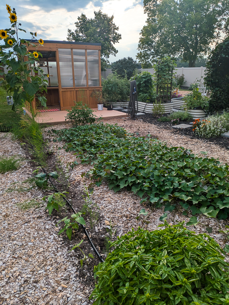 backyard discovery greenhouse in a backyard garden