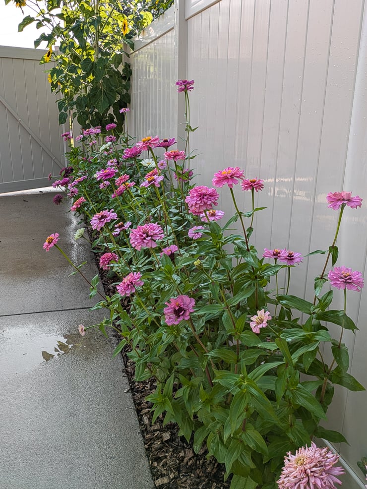 pink zinnias