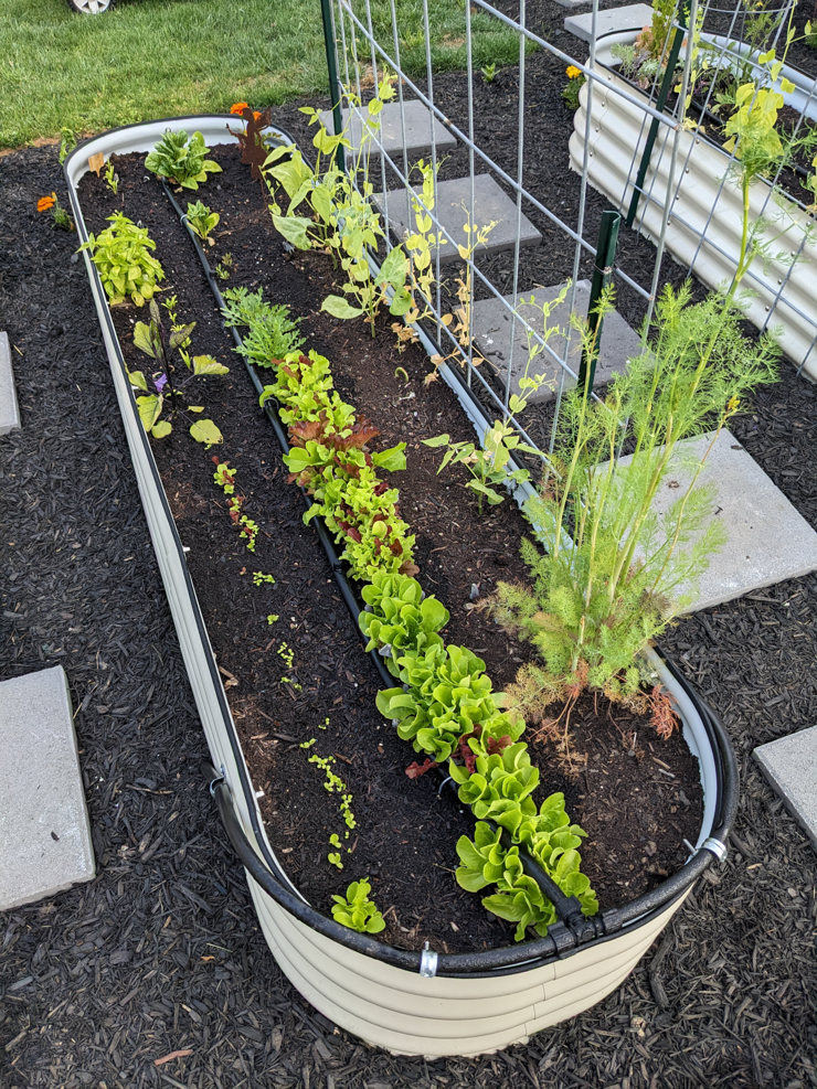 greenery growing in a Vego garden bed