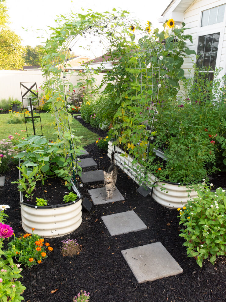 raised garden beds with an arch trellis and plants