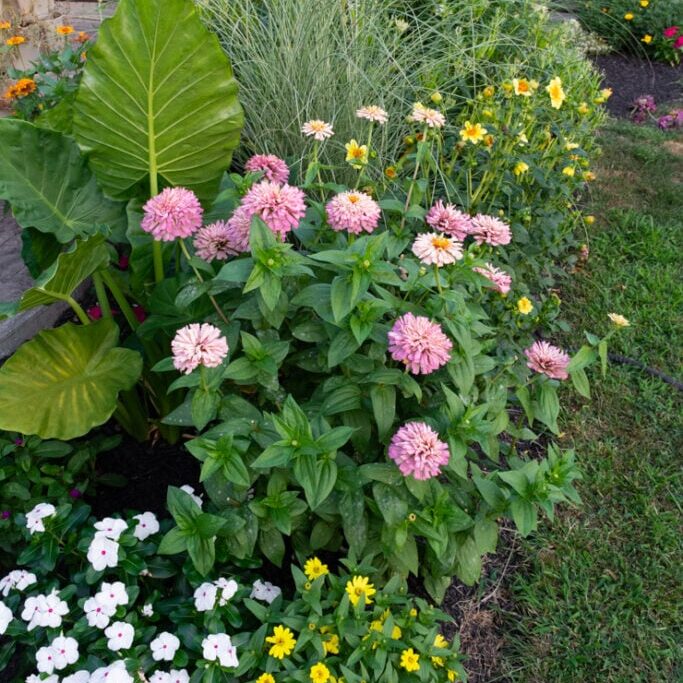 cactus zinnias growing in a yard