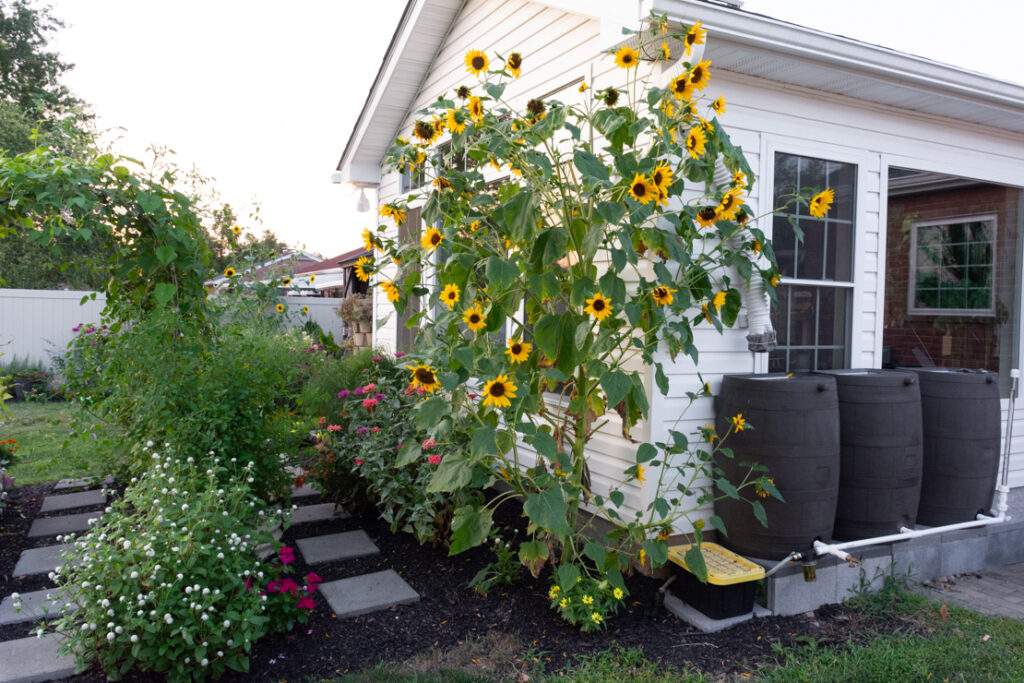beautiful sunflowers in a garden