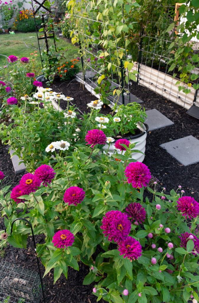 zinnias growing in a garden