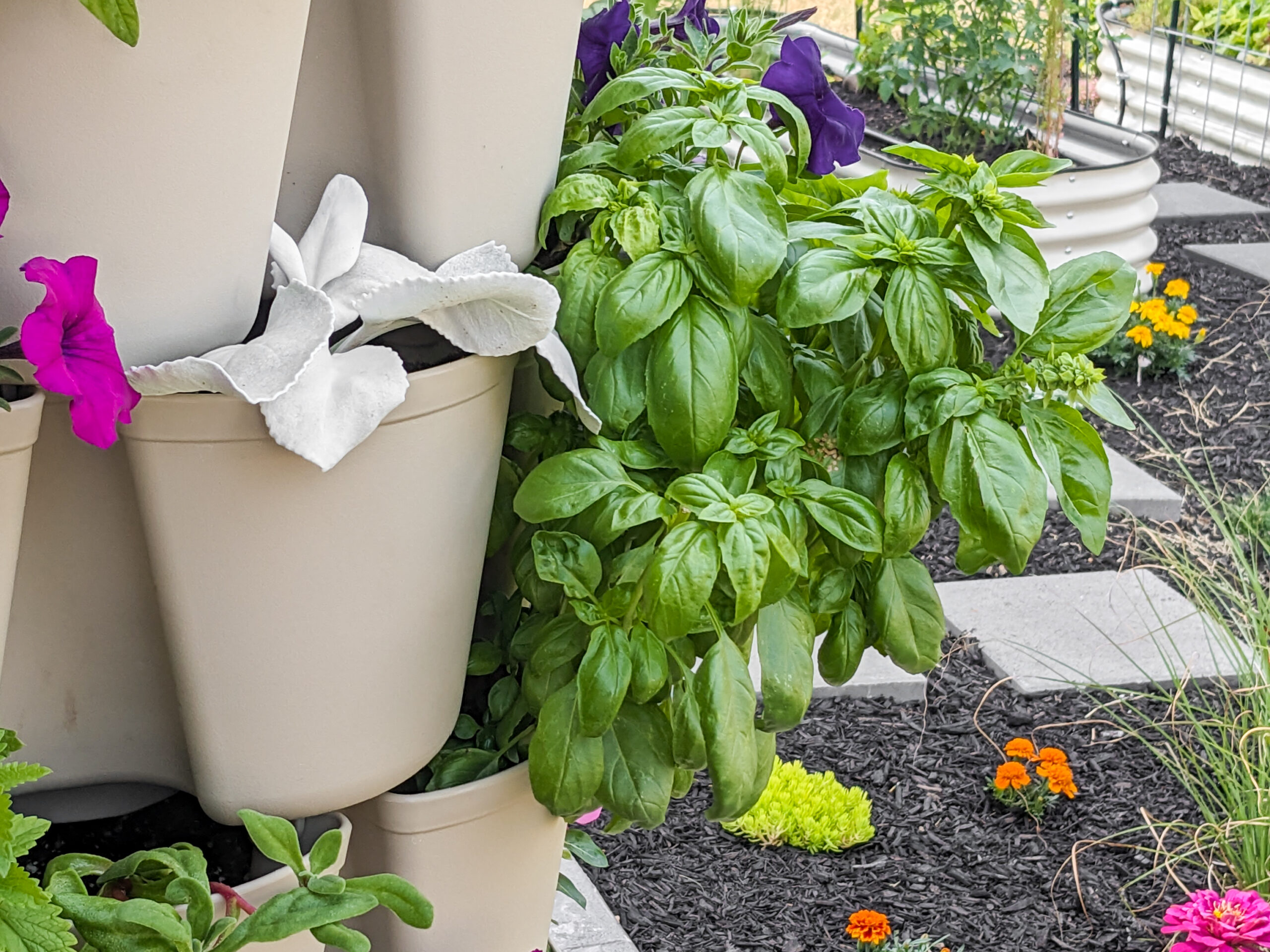 basil growing in a greenstalk