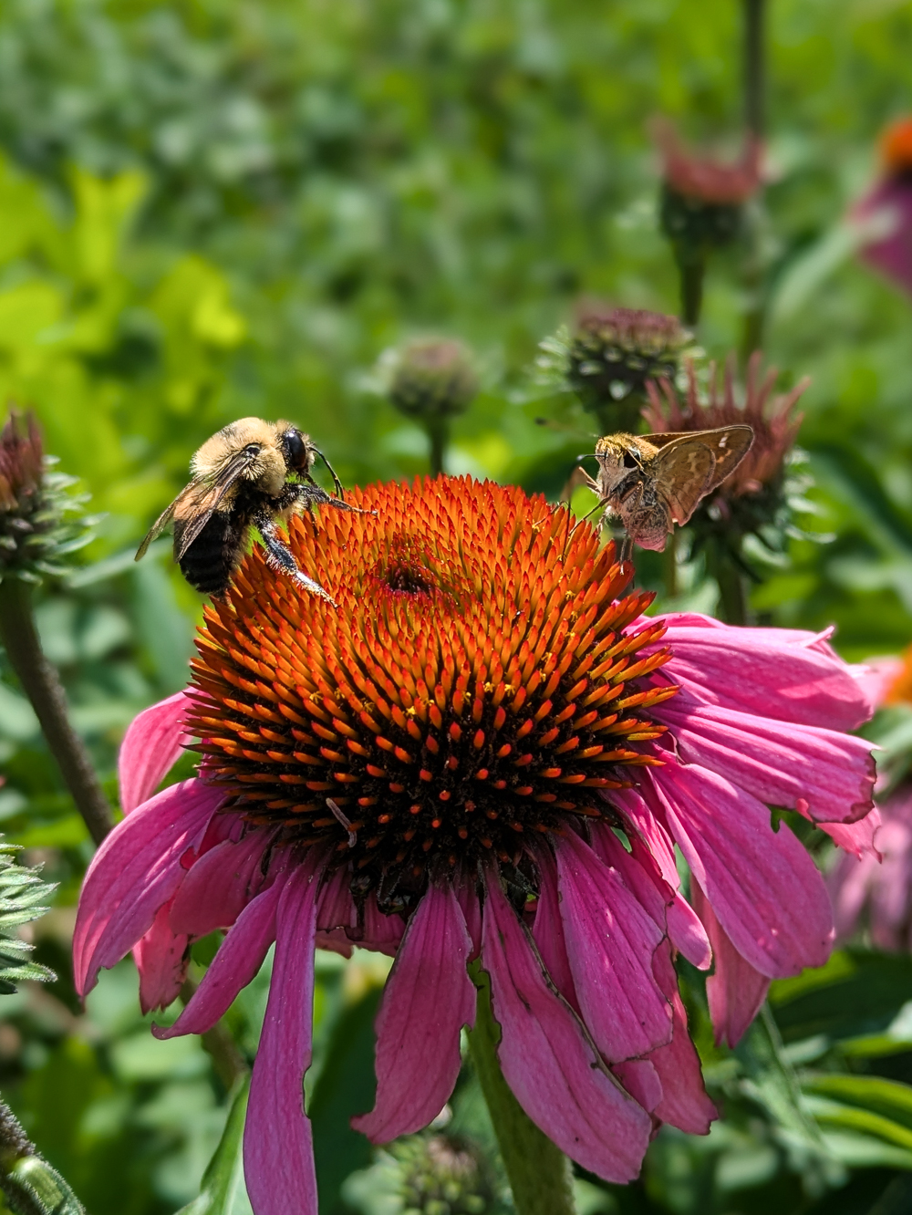 bugs on a cone flower
