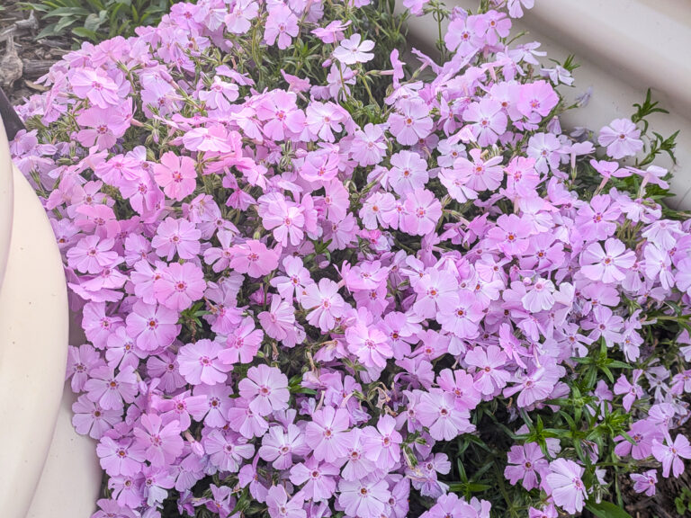 pink creeping phlox