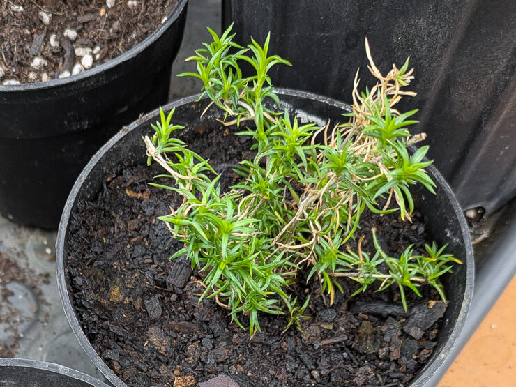 creep phlox propagation