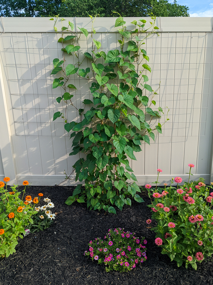 moonflower vine growing up wire remesh