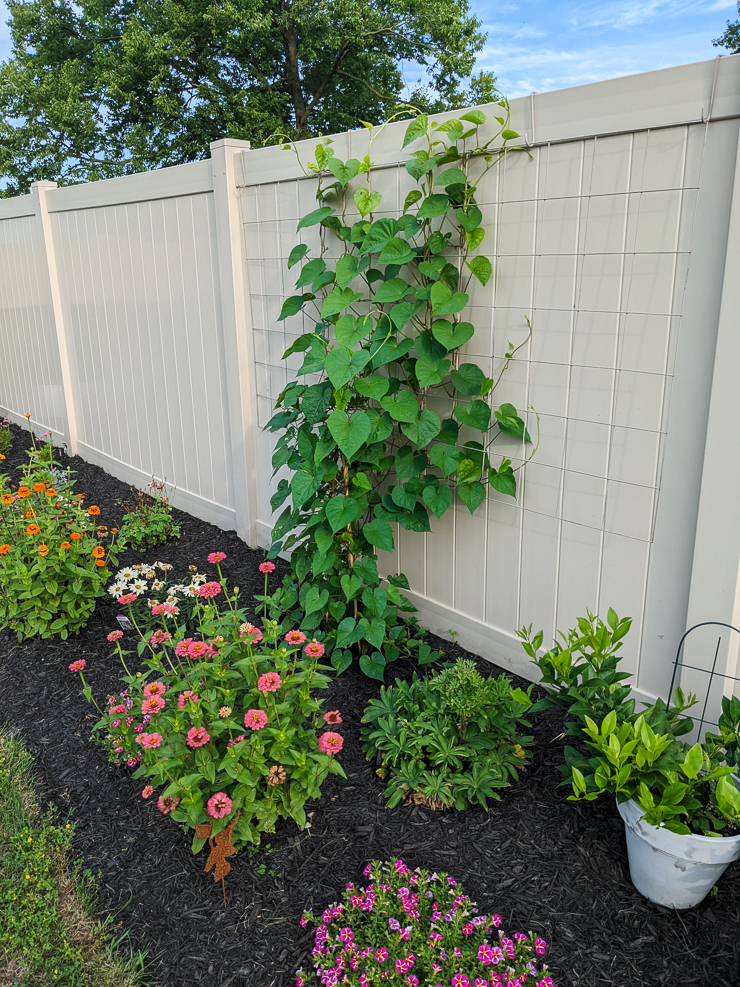 moonflower vine growing up a trellis on a vinyl fence