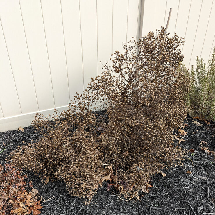 aster in March after the winter