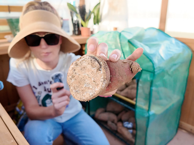 sweet potato cut in half while digging it up