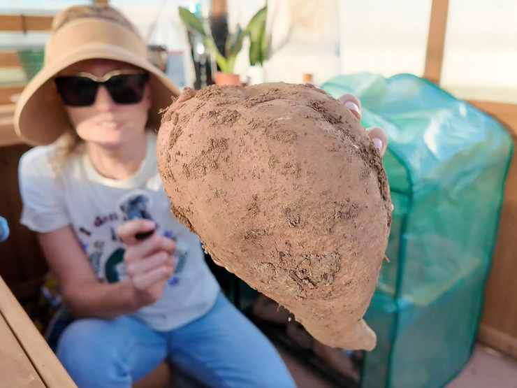 hand holding a large sweet potato