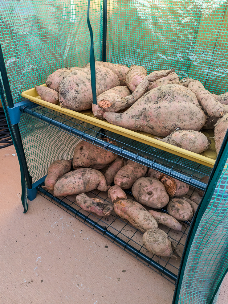 setup for curing sweet potatoes