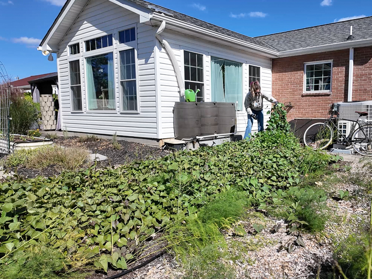 woman cutting sweet potato vines