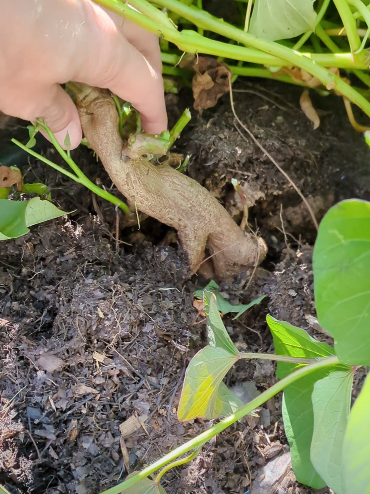 large sweet potato root