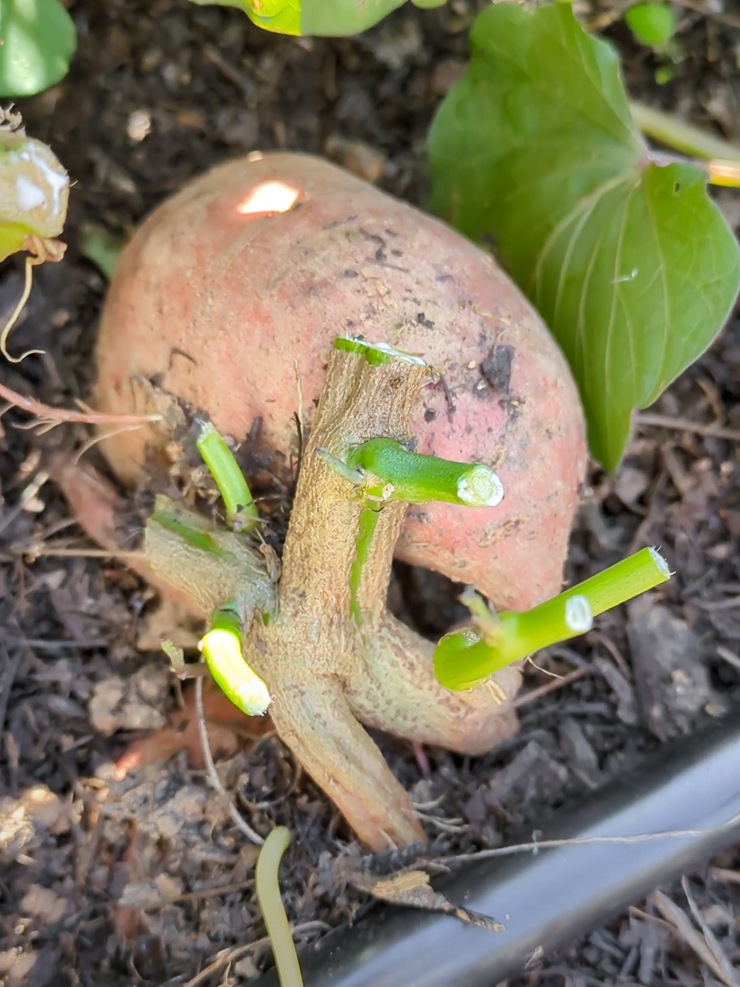 large sweet potato root