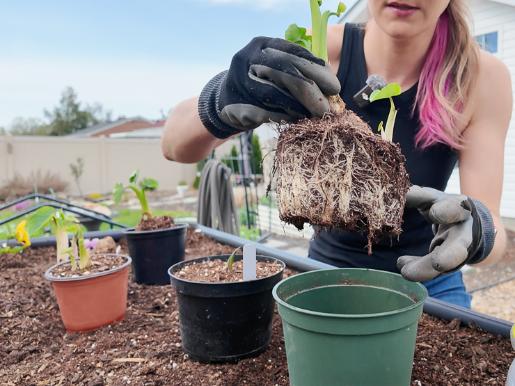 sprouting taro root to plant