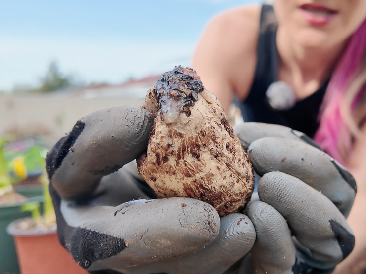 rotted taro root