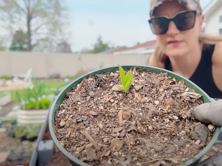 sprouting sunchoke to grow
