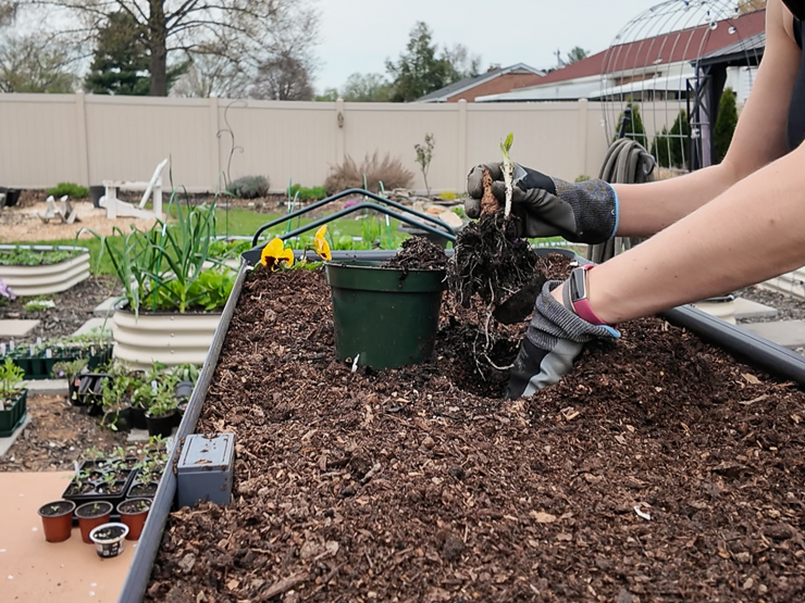 planting sunchokes