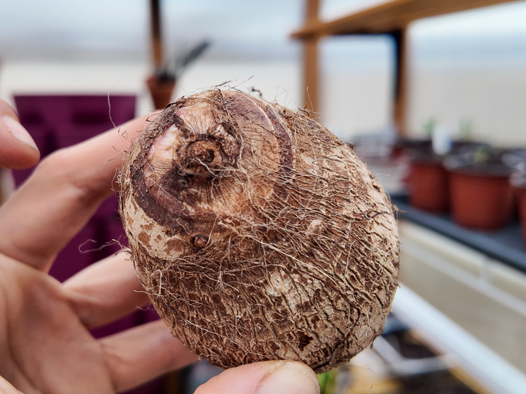 taro root