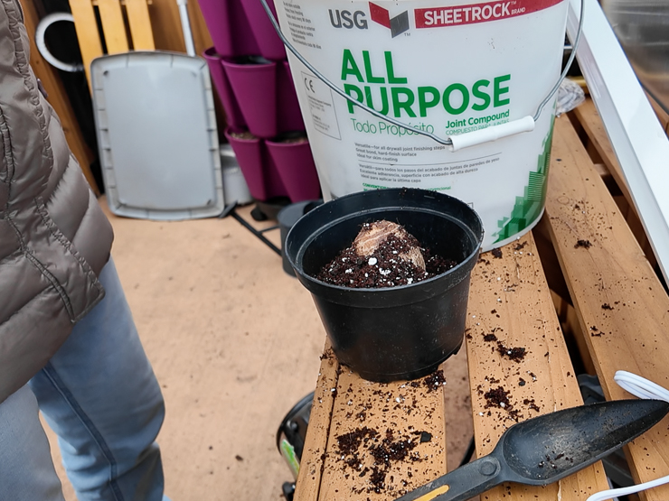 planting the taro root
