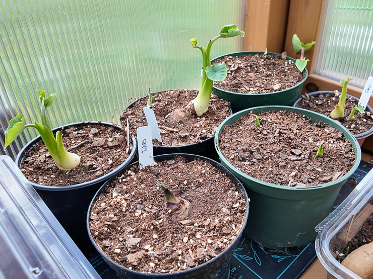 sprouting taro root