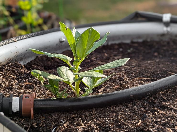 fava bean plant