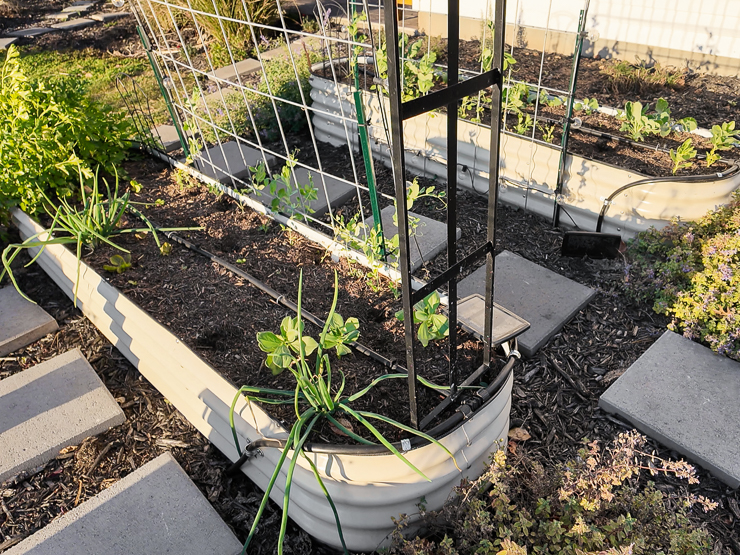 fall garden with raised beds