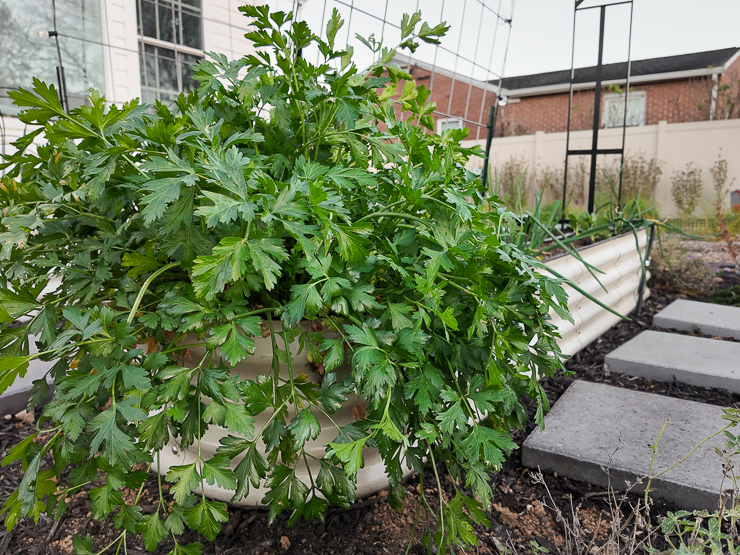 parsley in a vego bed